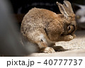 うさぎ 40777737