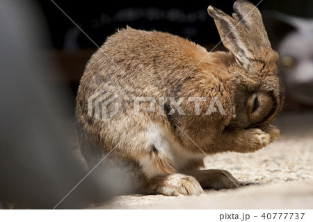 うさぎ うさぎ 40777737