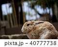 うさぎ 40777738