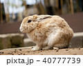 うさぎ 40777739