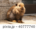 うさぎ 40777740