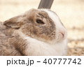 うさぎ 40777742