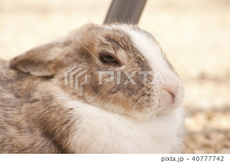 うさぎ 40777742