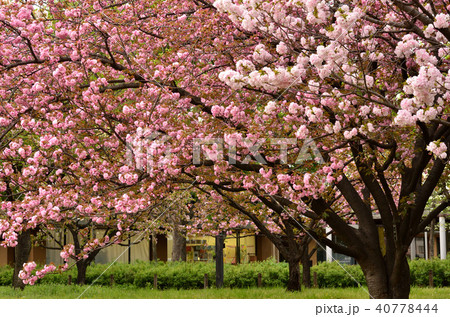 ヤエザクラ ヤエザクラ 40778444