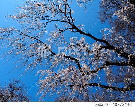 シダレザクラ シダレザクラ 40778446