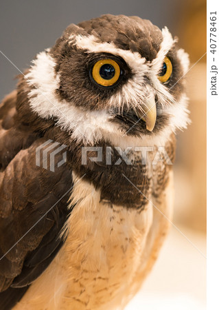 ふくろう物語 40778461