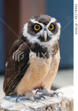 ふくろう物語 40778462