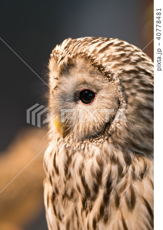 ふくろう物語 ふくろう物語 40778481