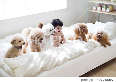 ベッドの上で寛ぐ赤ちゃんとトイプードルたちの写真素材