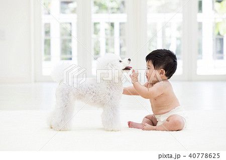 赤ちゃんと白いトイプードルの写真素材