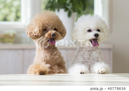 ２匹のトイプードル 40778636