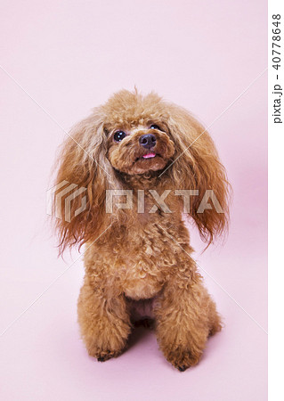 Toy Poodle Sitting And Looking Up Stock Photo 40778648 Pixta