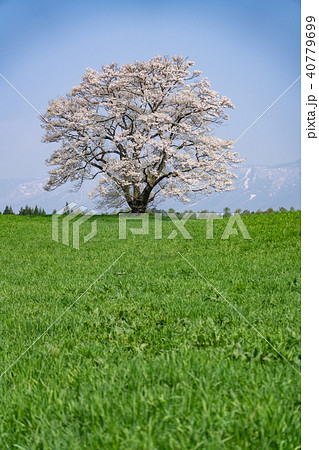 小岩井農場の一本桜と岩手山 縦構図 小岩井農場の一本桜と岩手山 縦構図 40779699