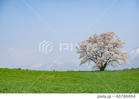 小岩井農場の一本桜と岩手山 40780004