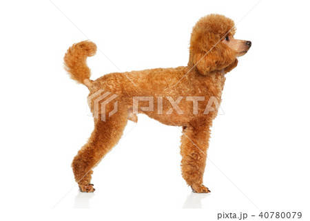 Miniature Poodle On White Backgroundの写真素材