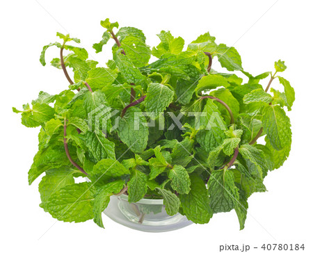 Mint Mint 40780184