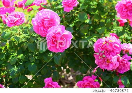 初夏のバラ サンテグジュペリの花の写真素材