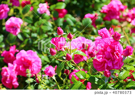 初夏のバラ サンテグジュペリの花の写真素材
