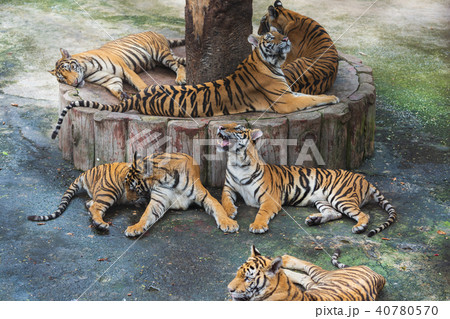 group of bengal tigers resting group of bengal tigers resting 40780570