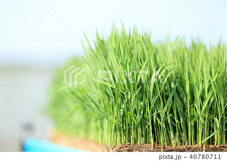 田植えの苗 イメージ 40780711