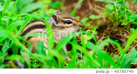 りす物語 40780740