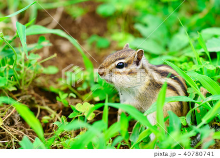 りす物語 40780741