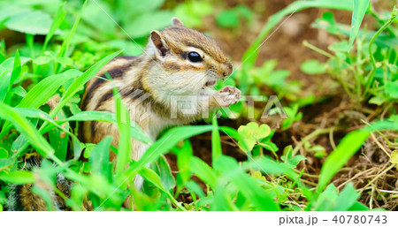 りす物語 40780743