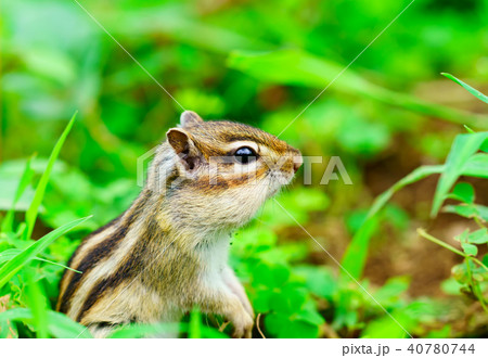 りす物語 りす物語 40780744