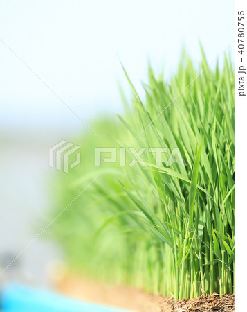 田植えの苗 イメージ 40780756