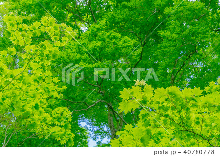 新緑イメージ　カエデ 40780778