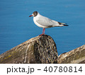 Seagull sitting on log on river 40780814