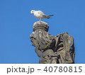 Seagull sitting on stone statue head 40780815
