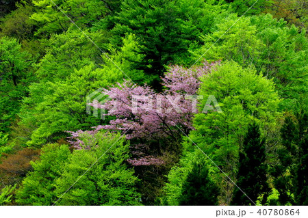 太平湖　春 40780864