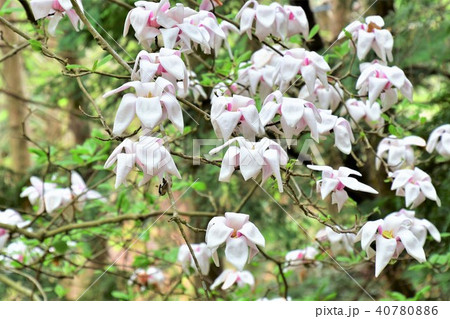 白モクレン 40780886