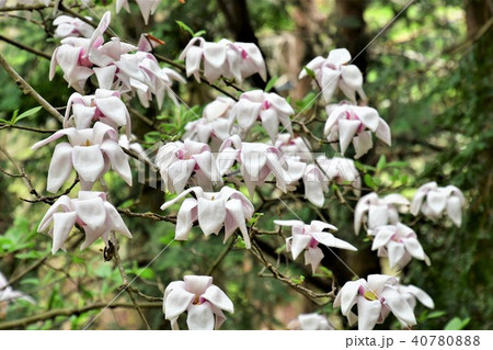 白モクレン 40780888