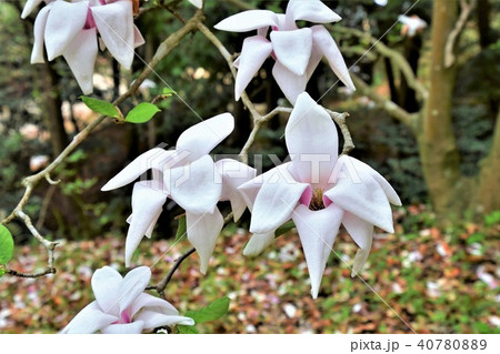 白モクレン 40780889