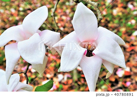 白モクレン 40780891