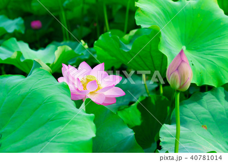 花物語 40781014