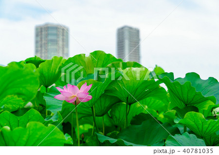 花物語 花物語 40781035