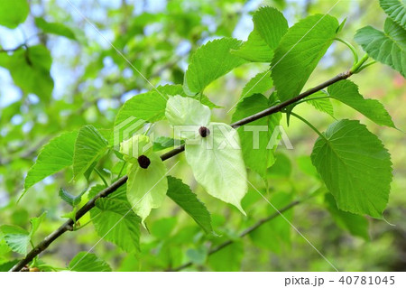 ハンカチの木 40781045