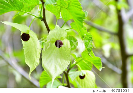 ハンカチの木 40781052