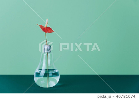Red Anthurium flower in vase on green background. 40781074