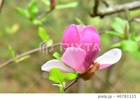 モクレンの花 モクレンの花 40781115