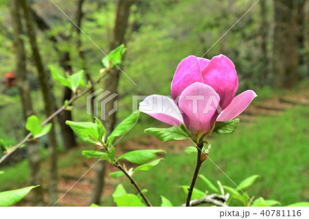 モクレンの花 モクレンの花 40781116