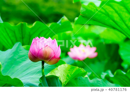 花物語 40781176