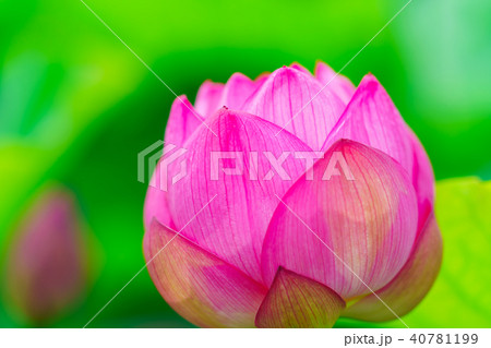 花物語 花物語 40781199