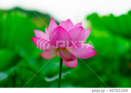 花物語 40781209