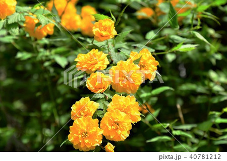 ヤマブキの花 40781212