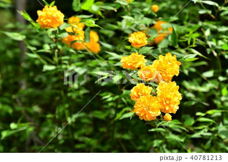 ヤマブキの花 ヤマブキの花 40781213