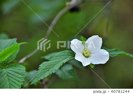 白ヤマブキ 40781244
